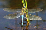 Grote keizerlibel (Anax imperator), Loofles